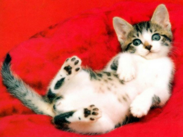 Gatti (352)